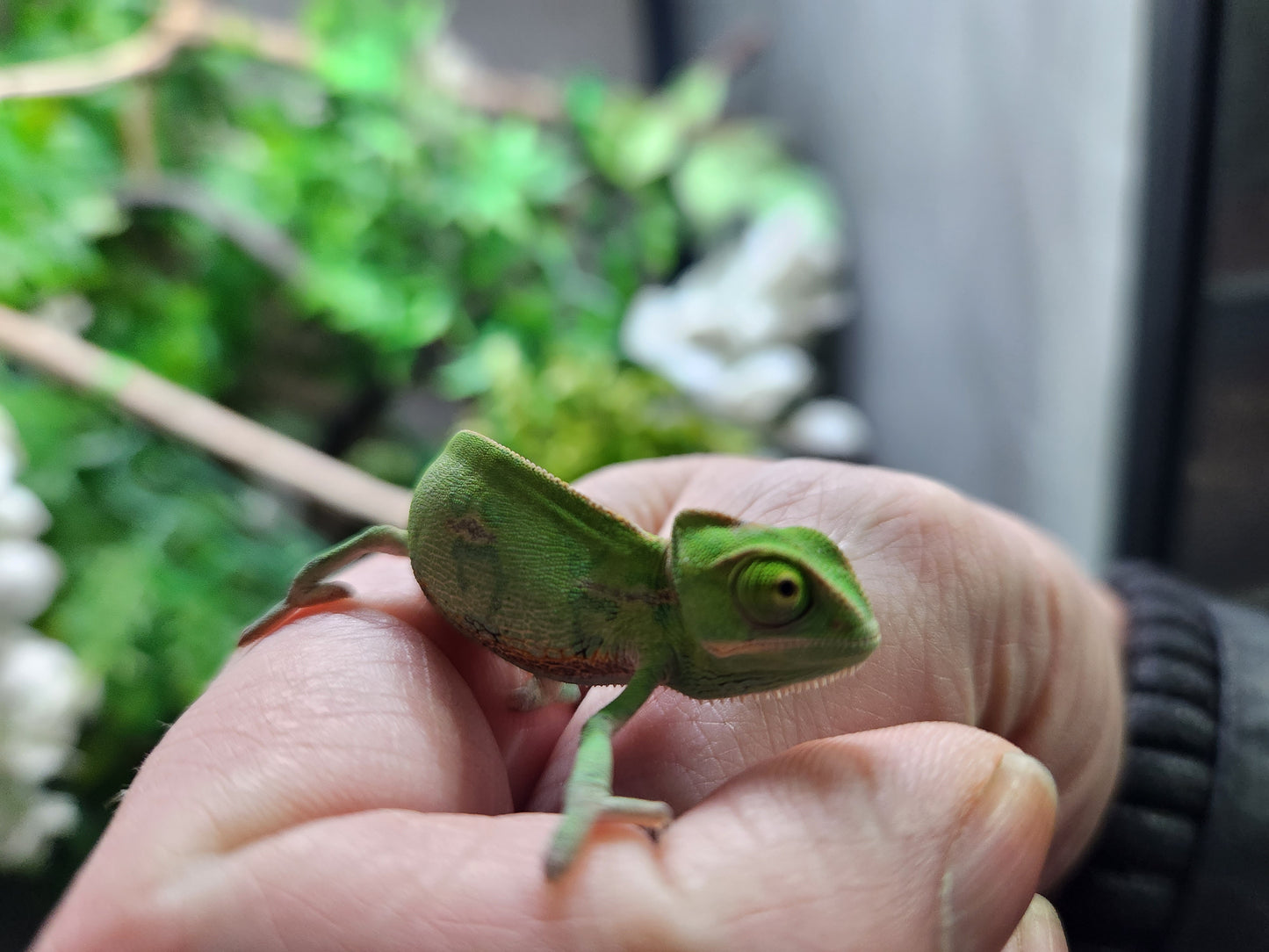 Baby Yemen Chameleon