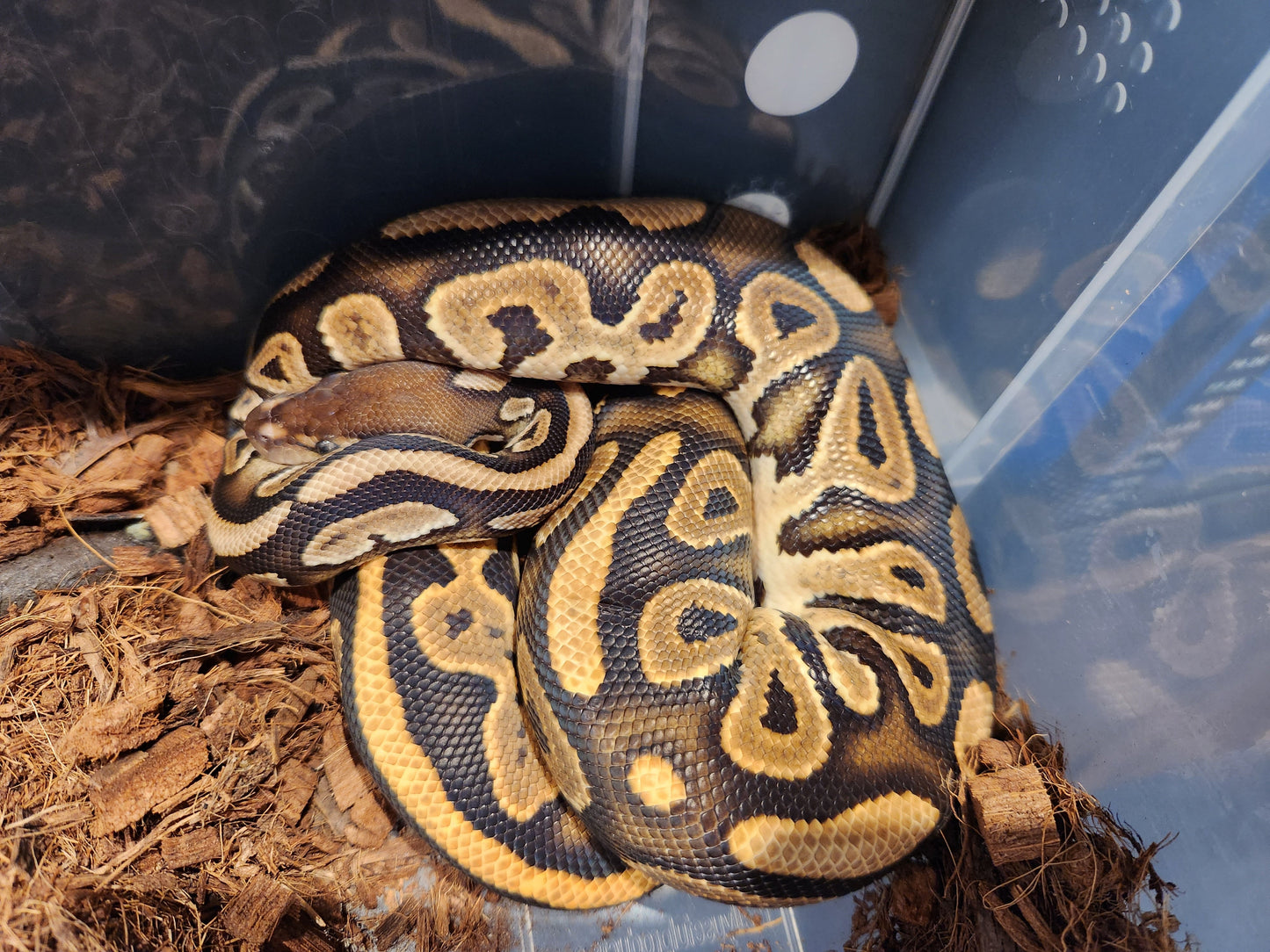 Black Pastel Het Pied Royal Python