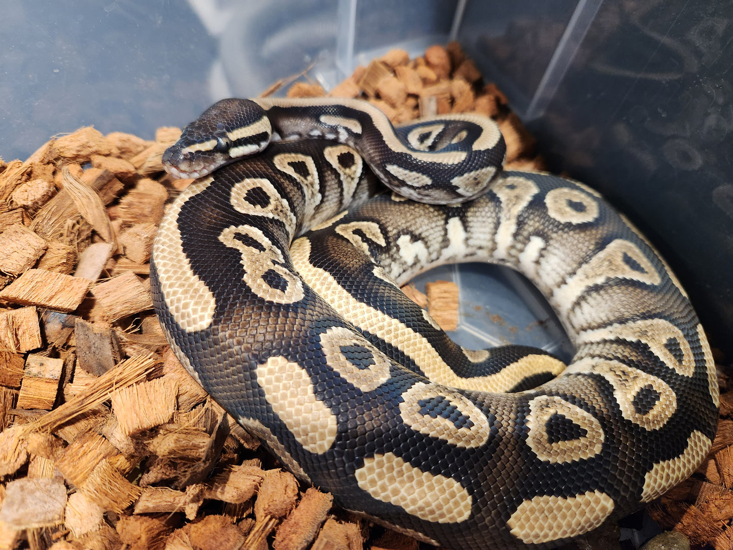 Phantom Gravel Royal Python