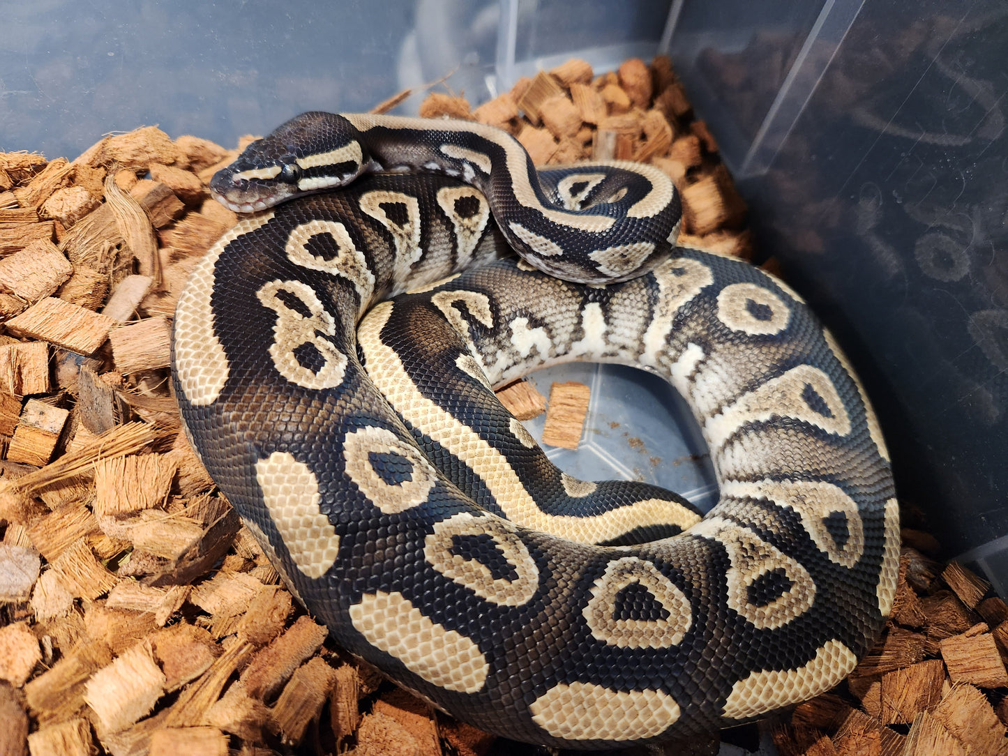 Phantom Gravel Royal Python