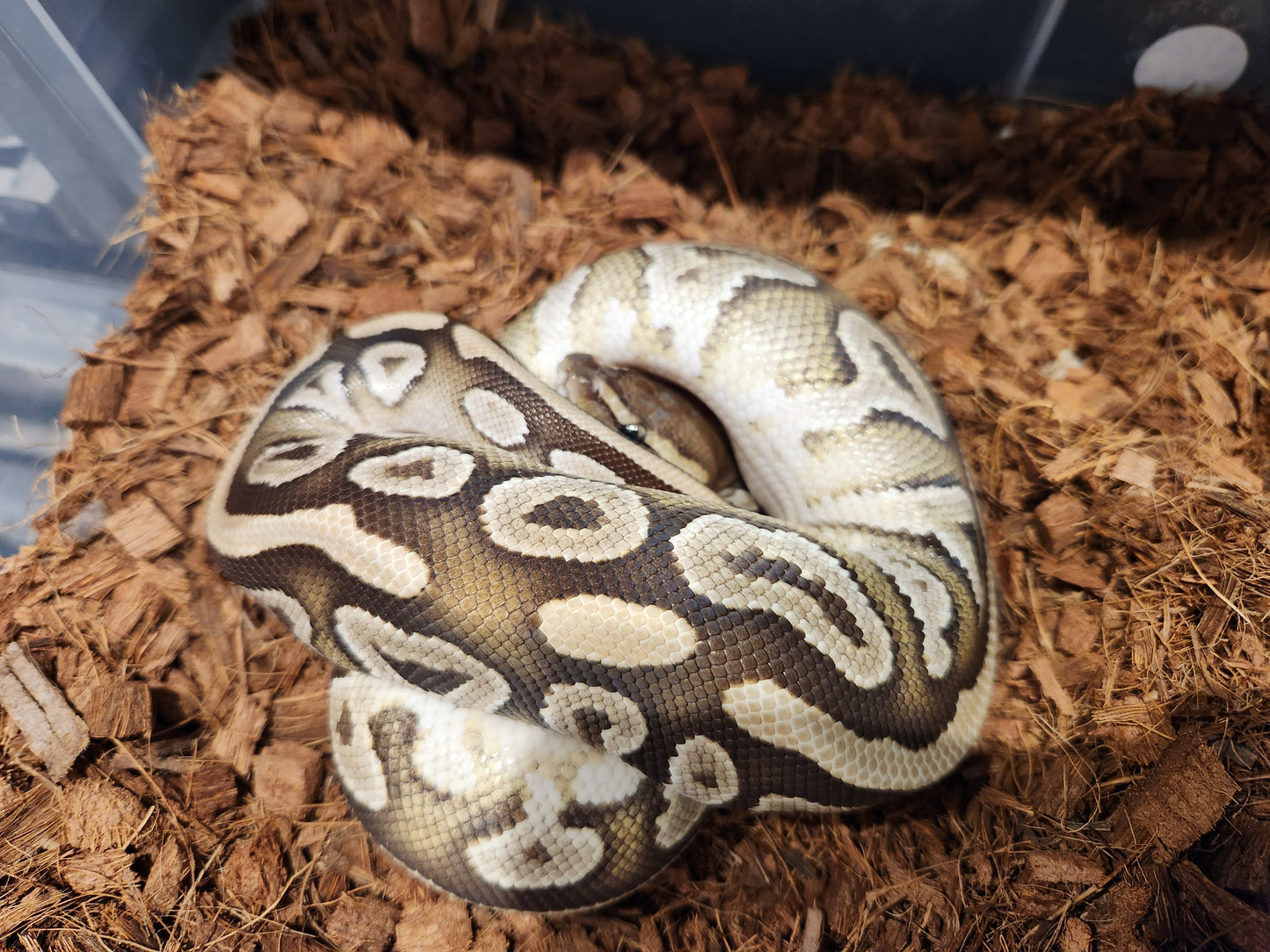 Mojave Royal Python