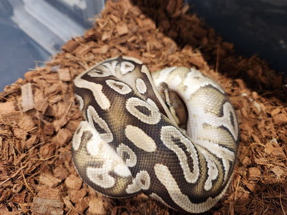 Mojave Royal Python