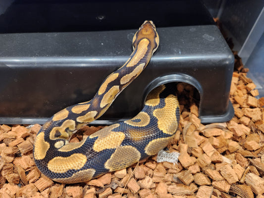 Yellow Belly Royal Python