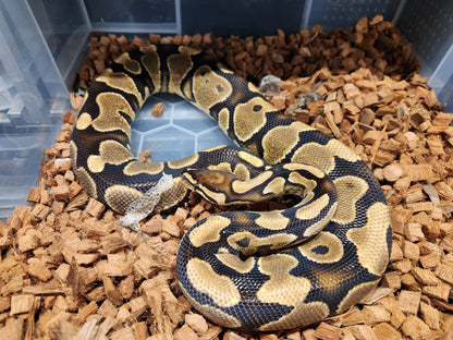 Yellow Belly Royal Python