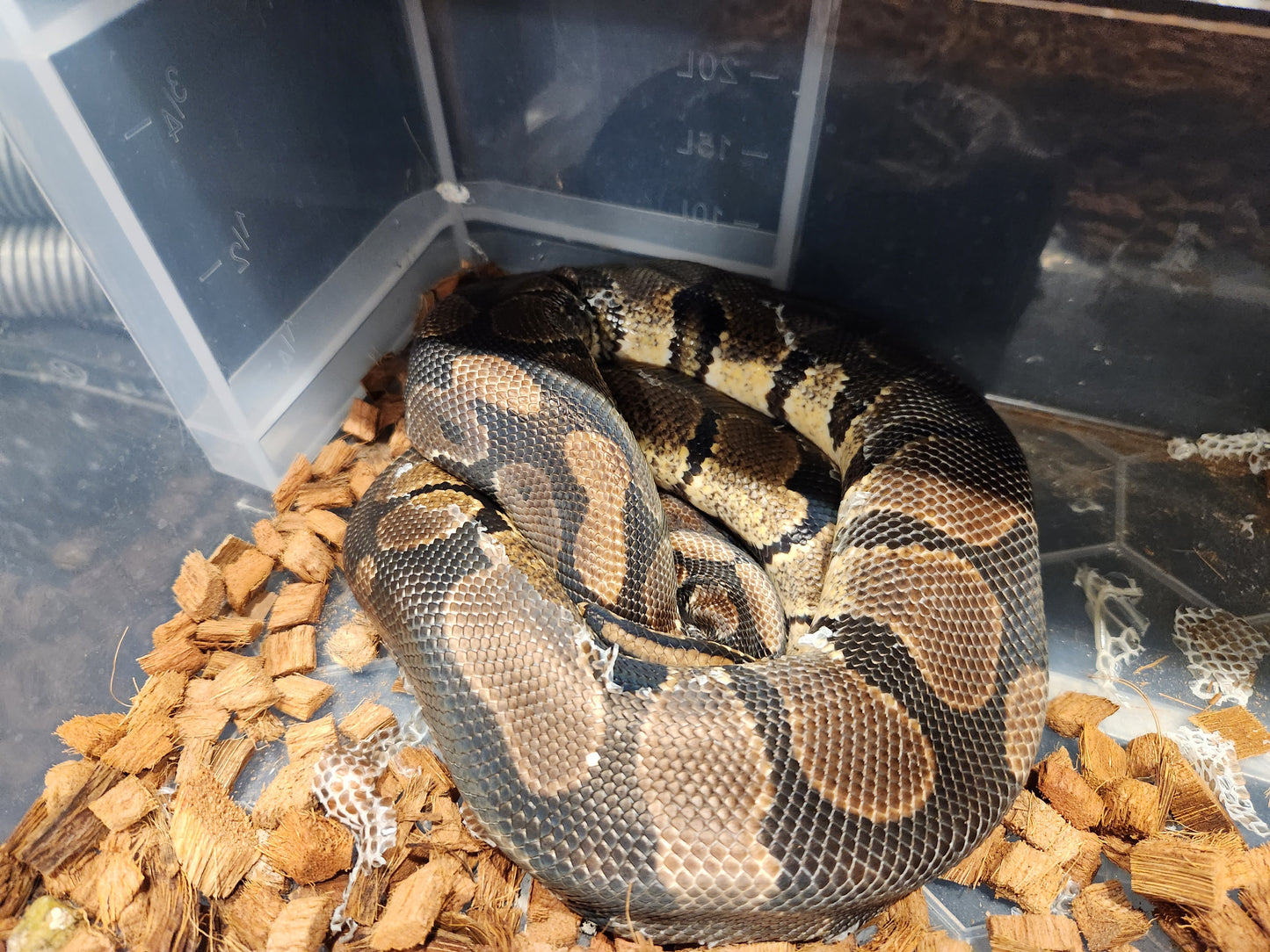 Gravel Royal Python