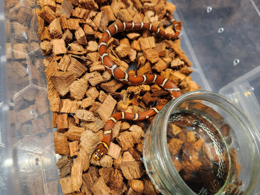 Nelson Pyro Corn ( Kingsnake / Corn Snake Hybrid )