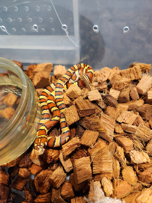 Nelson Pyro Corn ( Kingsnake / Corn Snake Hybrid )