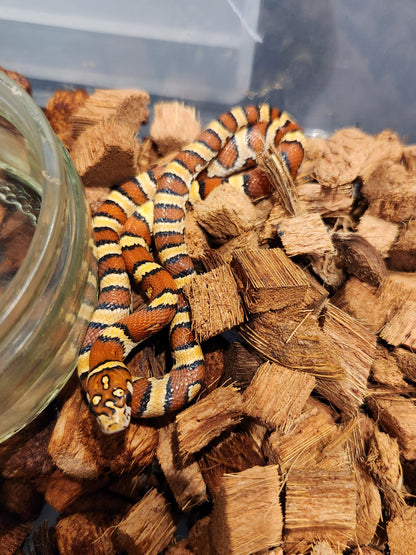 Nelson Pyro Corn ( Kingsnake / Corn Snake Hybrid )