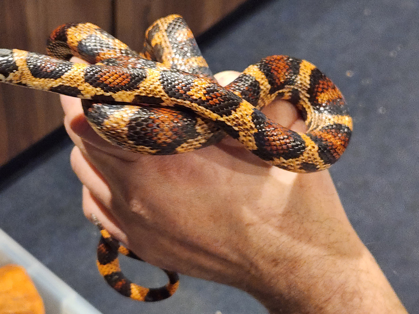 4 Way Colubrid Hybrid Snake ( Corn Snake, Kingsnake, Milk Snake )