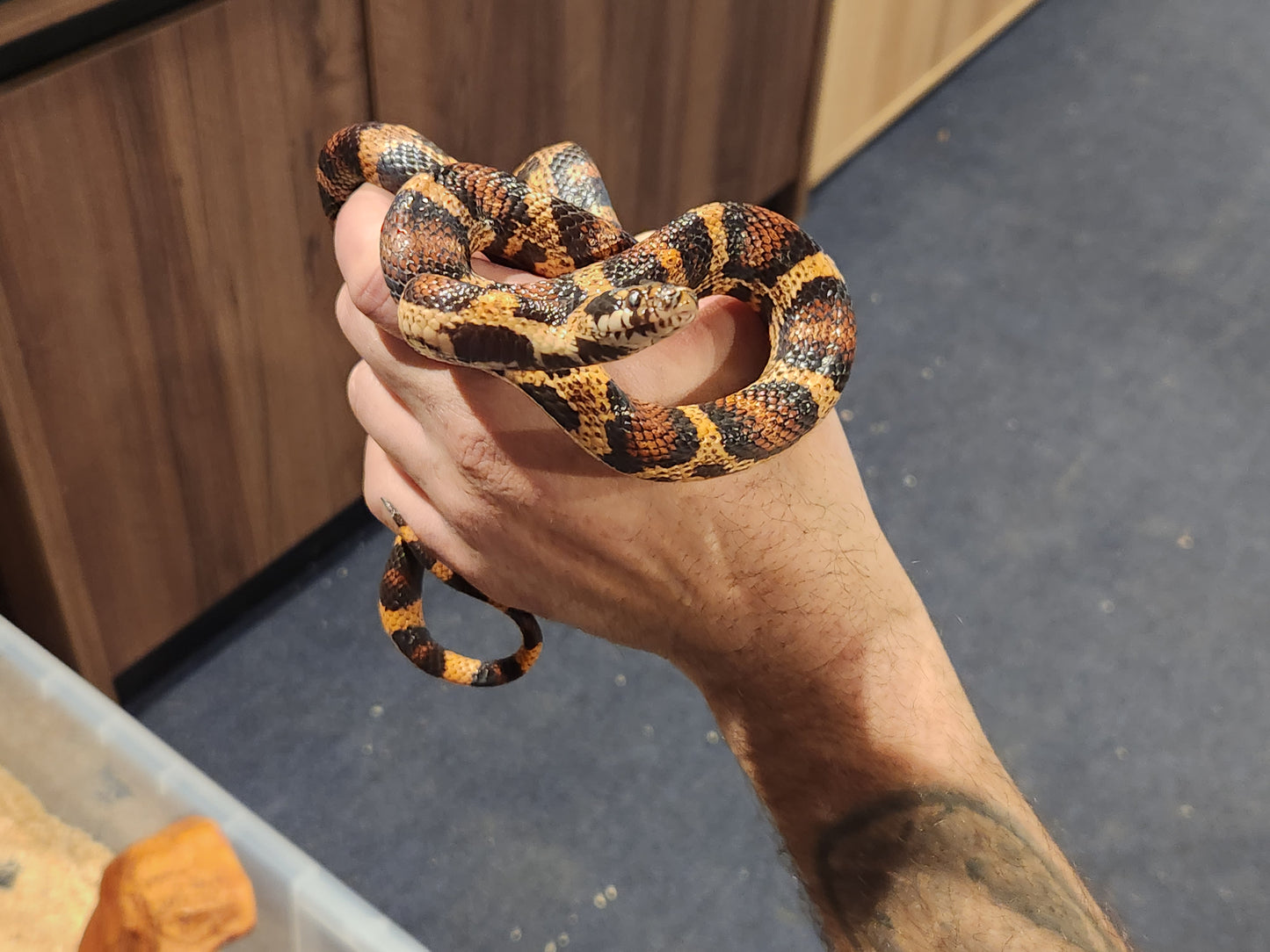 4 Way Colubrid Hybrid Snake ( Corn Snake, Kingsnake, Milk Snake )