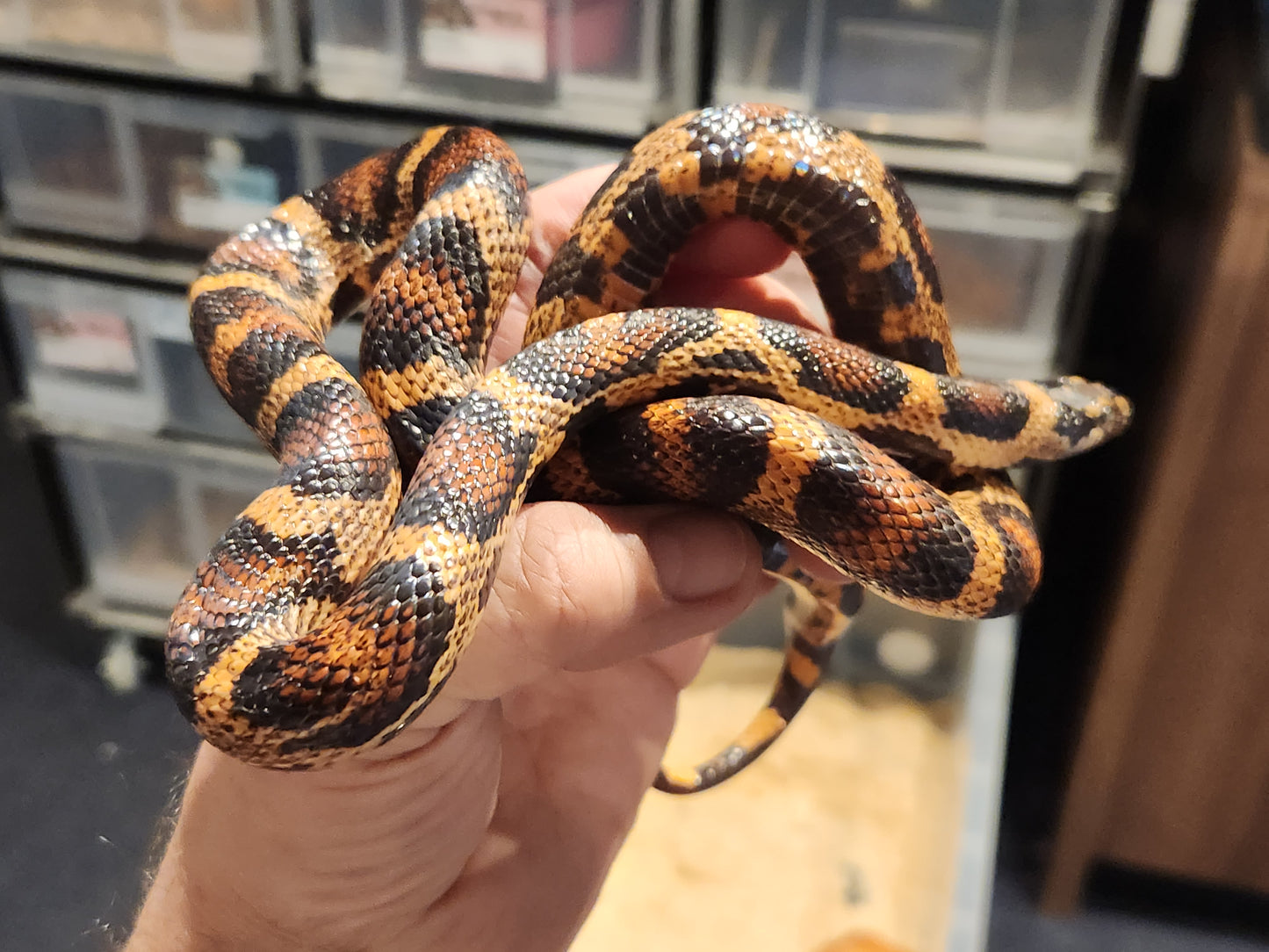 4 Way Colubrid Hybrid Snake ( Corn Snake, Kingsnake, Milk Snake )