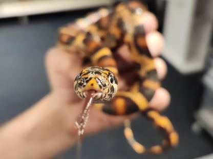 4 Way Colubrid Hybrid Snake ( Corn Snake, Kingsnake, Milk Snake )