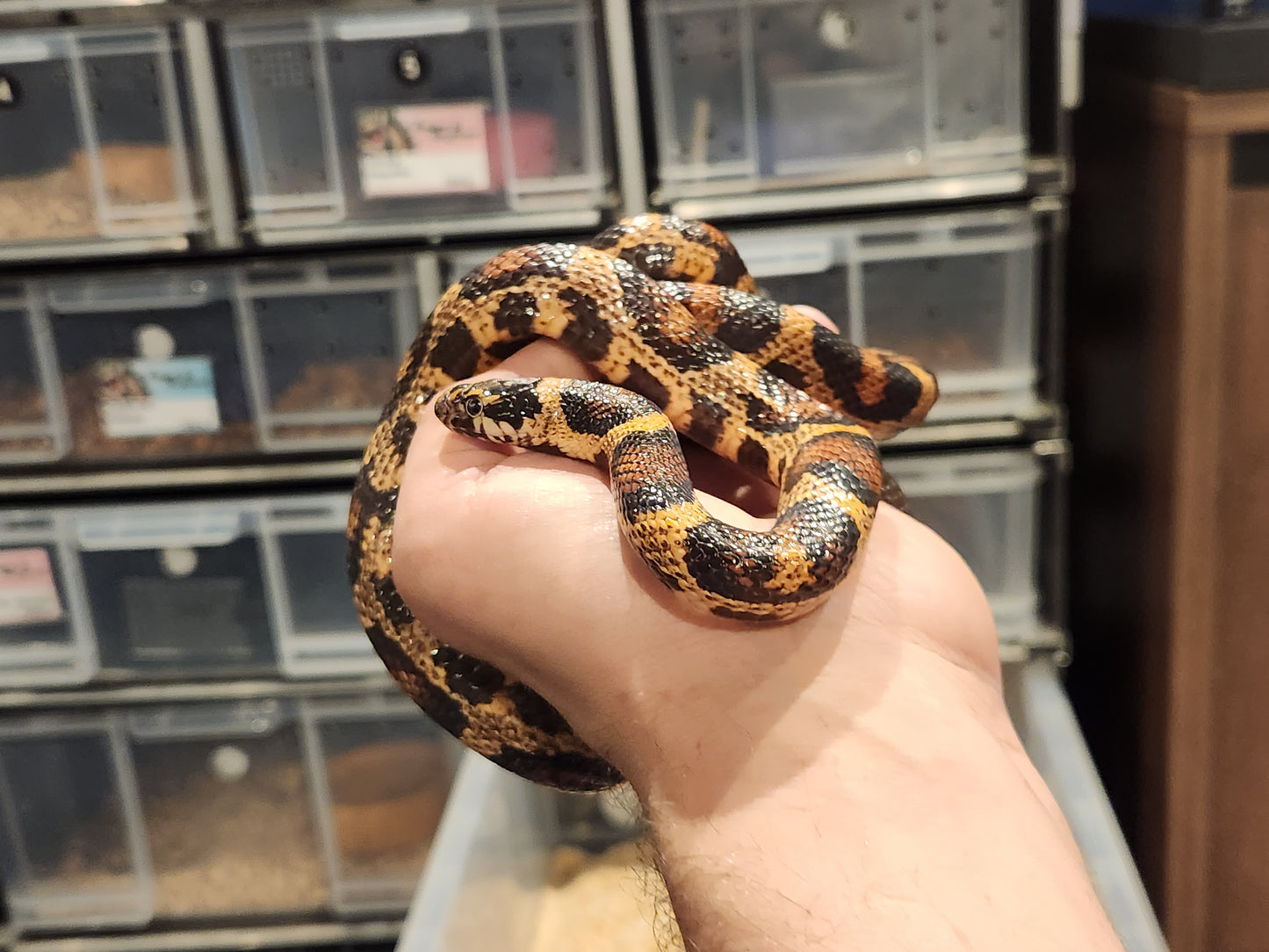 4 Way Colubrid Hybrid Snake ( Corn Snake, Kingsnake, Milk Snake )