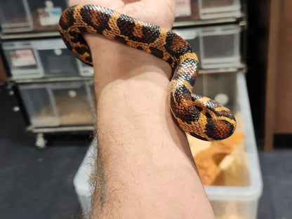 4 Way Colubrid Hybrid Snake ( Corn Snake, Kingsnake, Milk Snake )