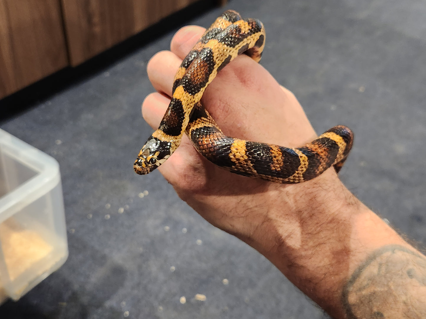 4 Way Colubrid Hybrid Snake ( Corn Snake, Kingsnake, Milk Snake )