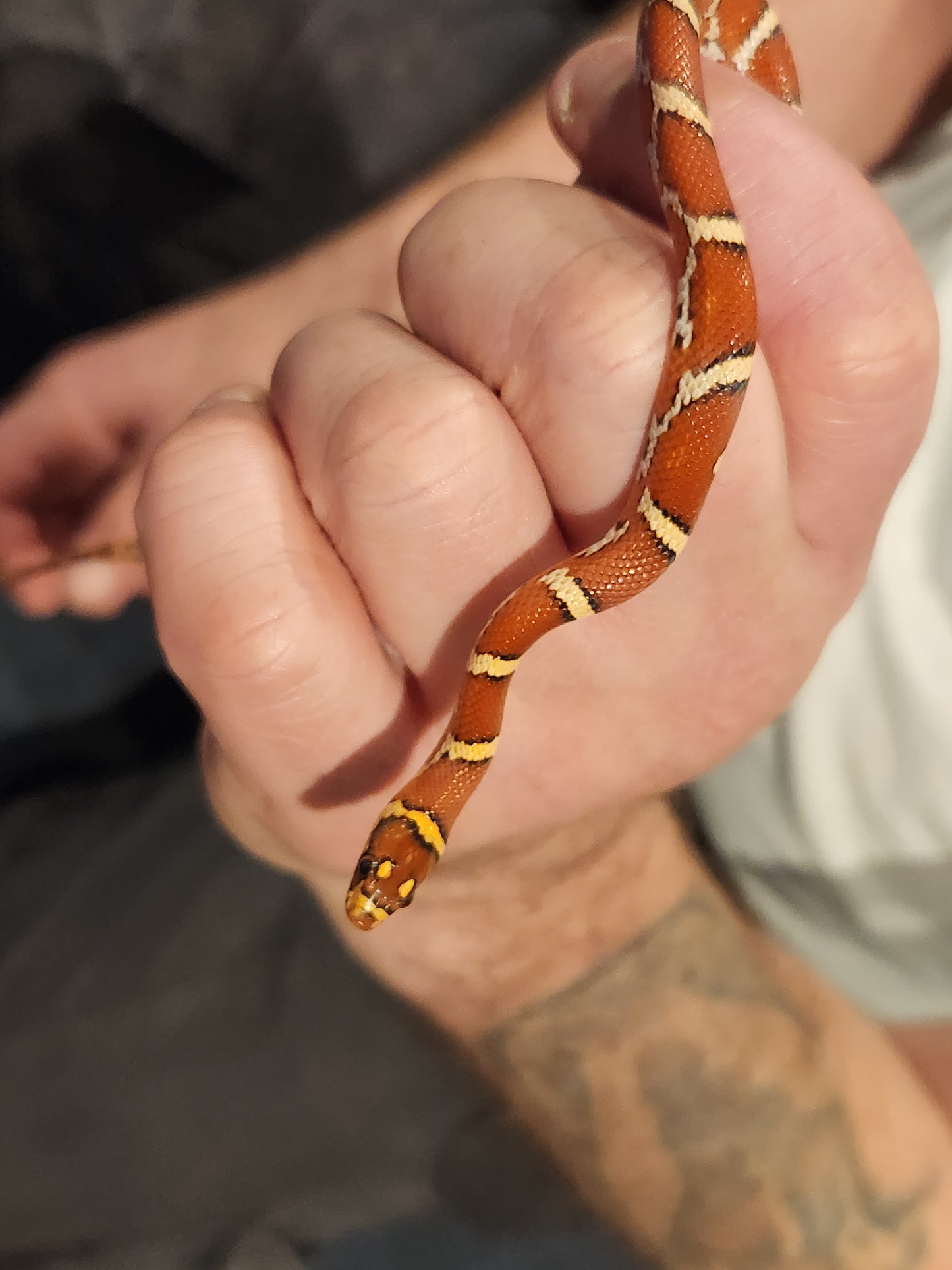 Nelson Pyro Corn ( Kingsnake / Corn Snake Hybrid )