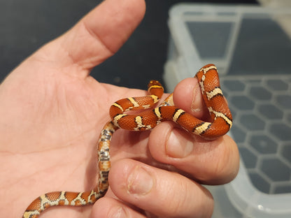 Nelson Pyro Corn ( Kingsnake / Corn Snake Hybrid )