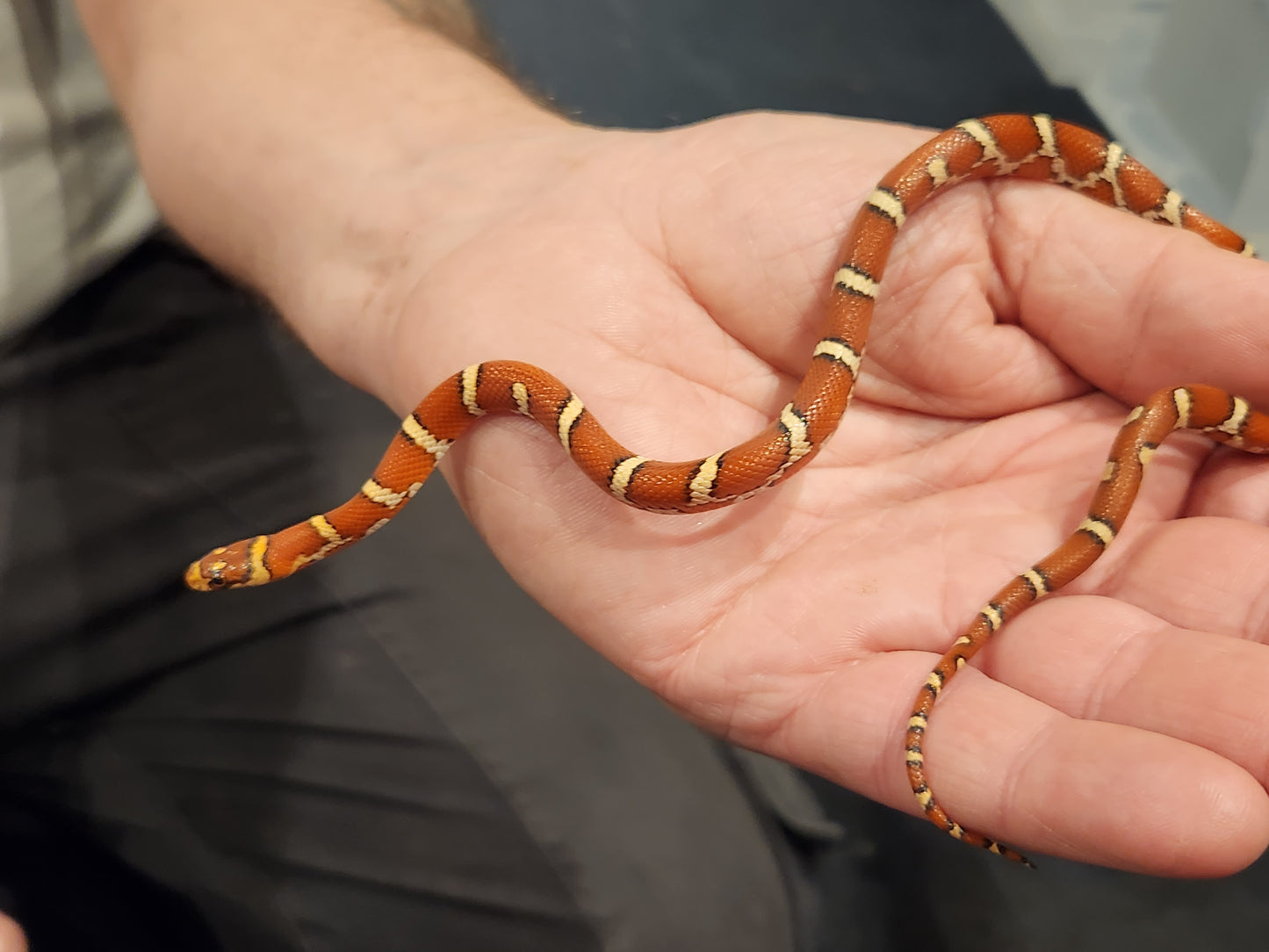 Nelson Pyro Corn ( Kingsnake / Corn Snake Hybrid )