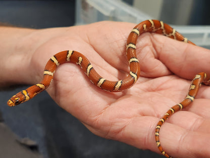 Nelson Pyro Corn ( Kingsnake / Corn Snake Hybrid )