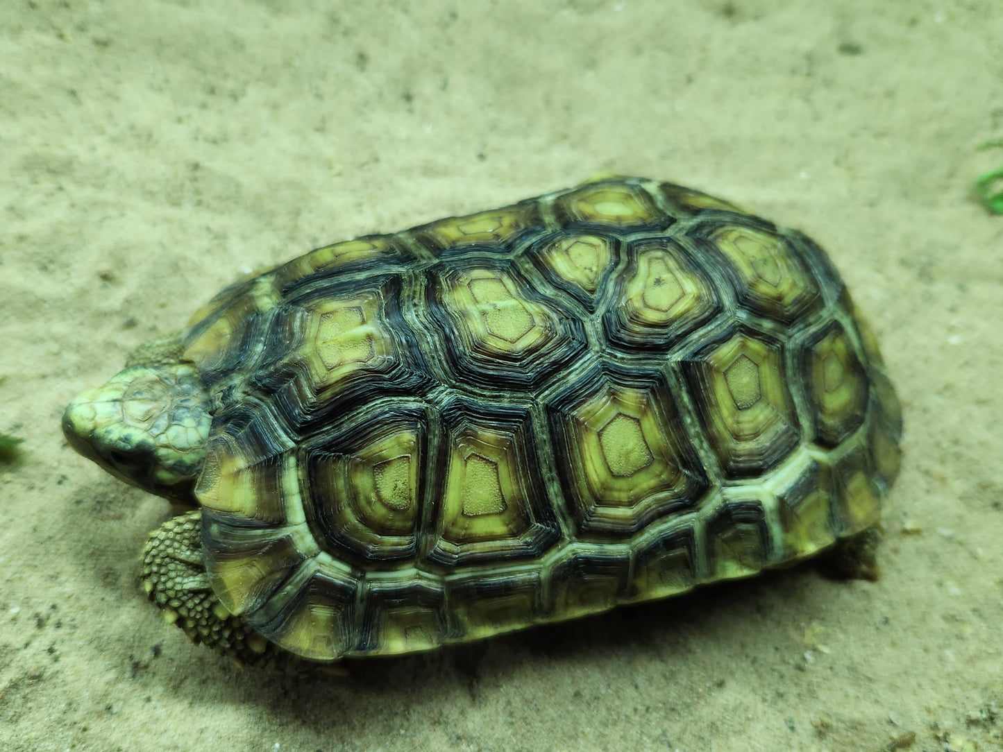 Bells Hinged Back Tortoise