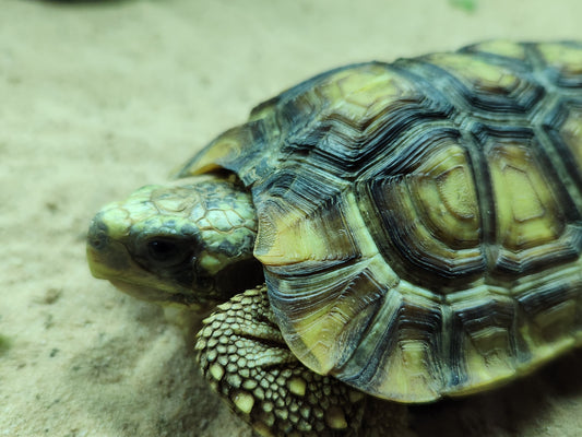 Bells Hinged Back Tortoise