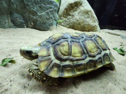 Bells Hinged Back Tortoise