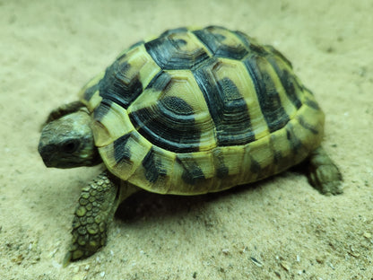 Hermann's Tortoise