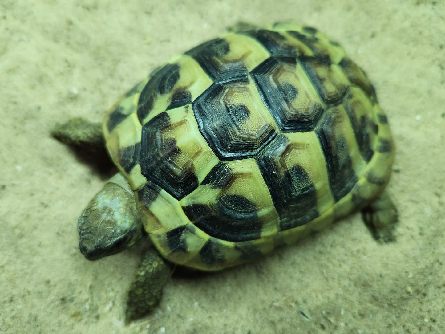 Hermann's Tortoise