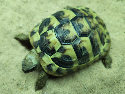 Hermann's Tortoise