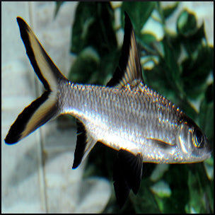 Silver bala shark (12-15cm)