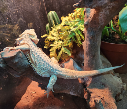 Bearded Dragon Zero, Hypo, Trans, Witblits