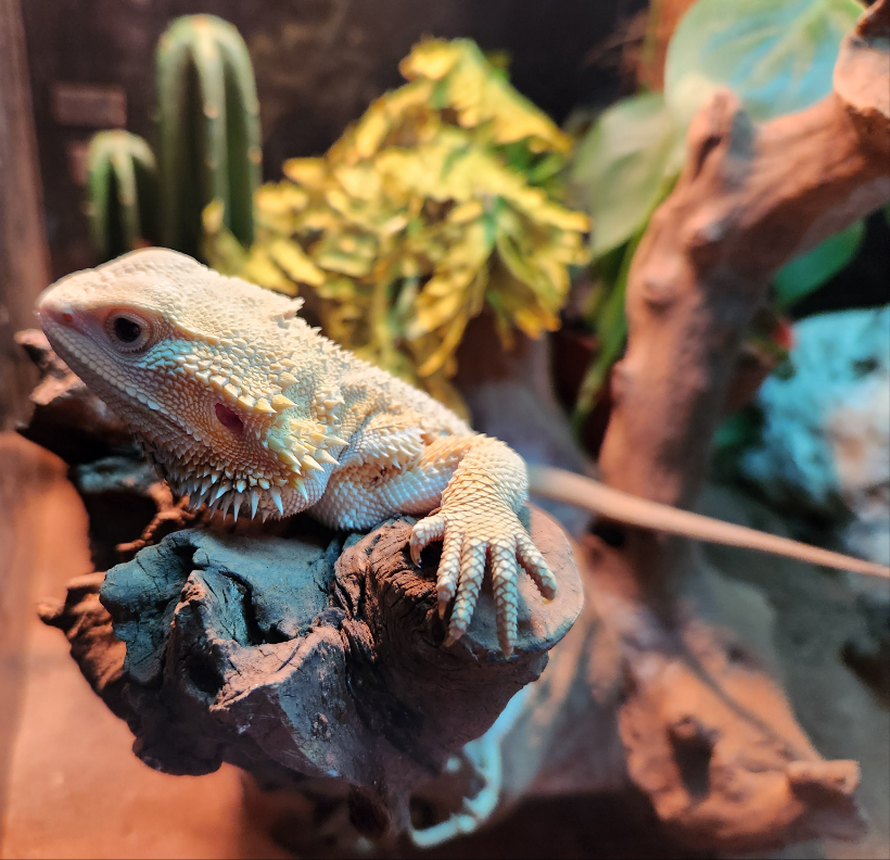 Bearded Dragon Zero, Hypo, Trans, Witblits