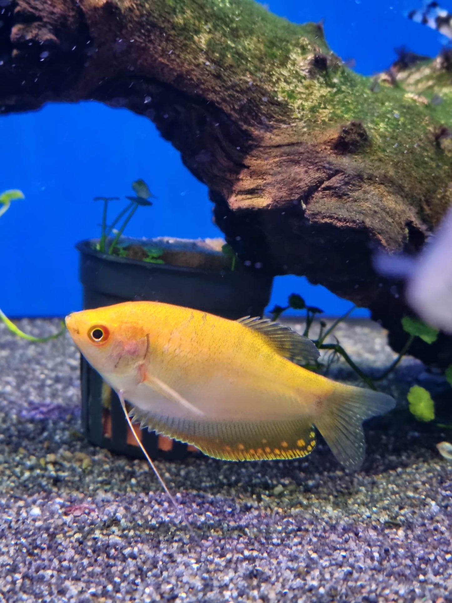 Gold gourami