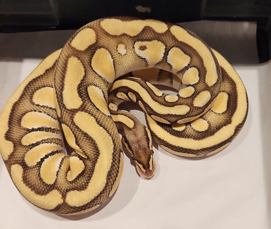 Pastel Lesser Special Royal Python