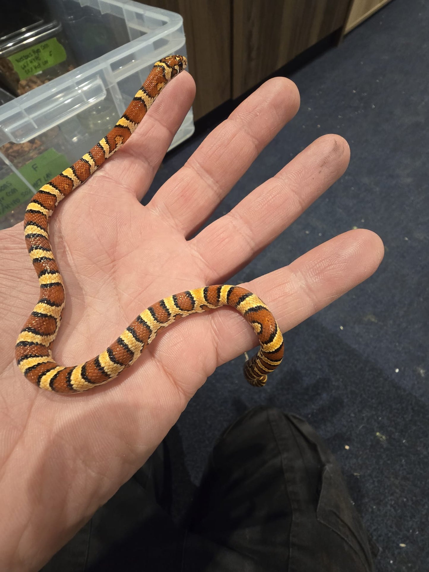 Nelson Pyro Corn ( Kingsnake / Corn Snake Hybrid )