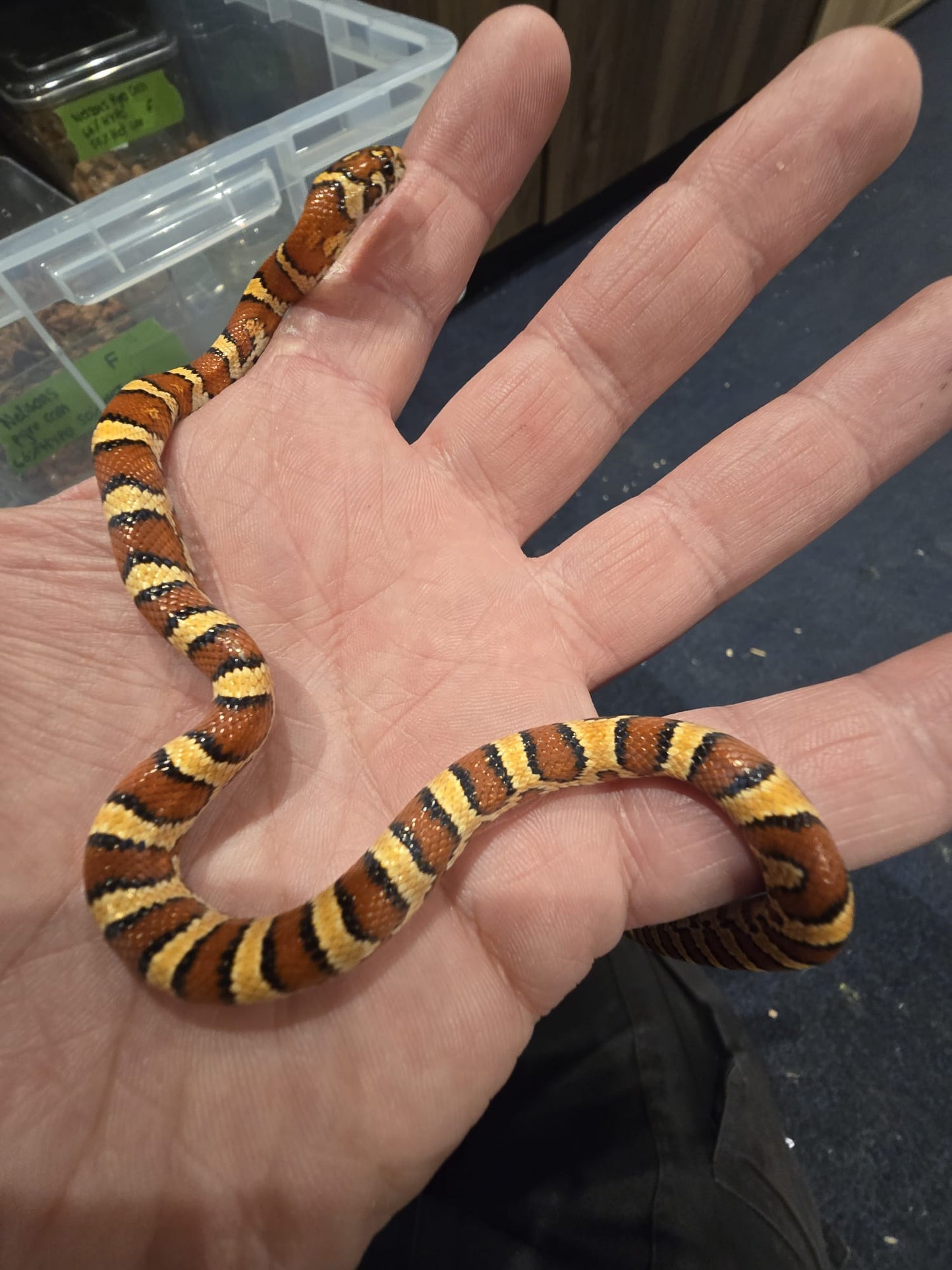 Nelson Pyro Corn ( Kingsnake / Corn Snake Hybrid )