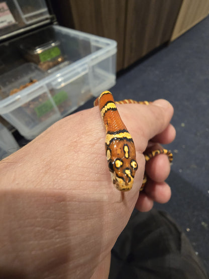 Nelson Pyro Corn ( Kingsnake / Corn Snake Hybrid )