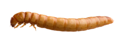 Meal worms