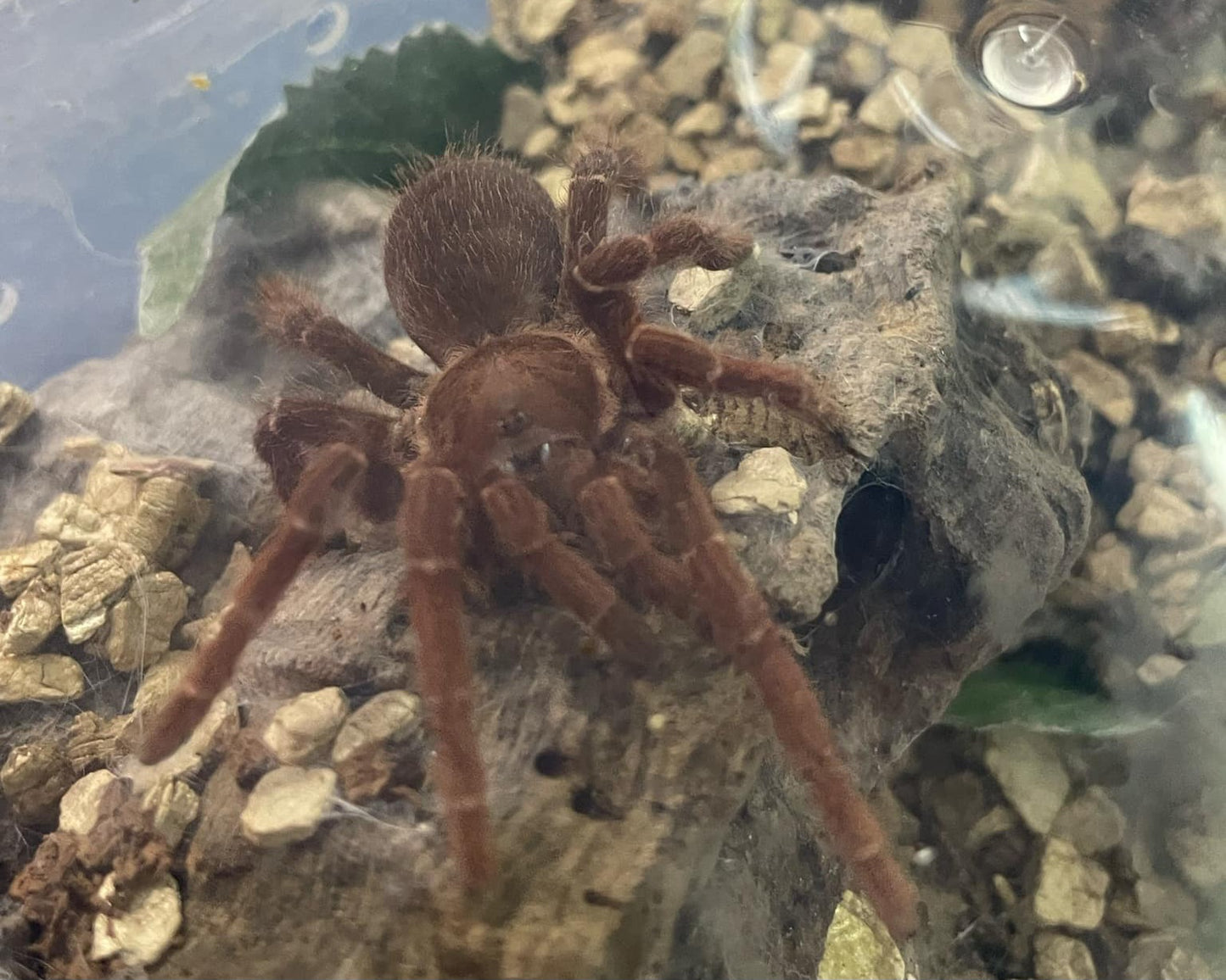 King Baboon Spider