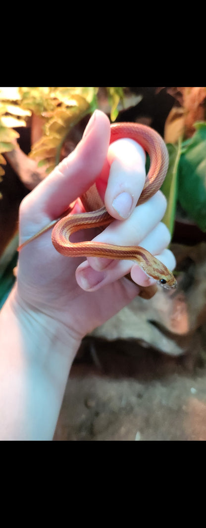 Stripe Corn Snake