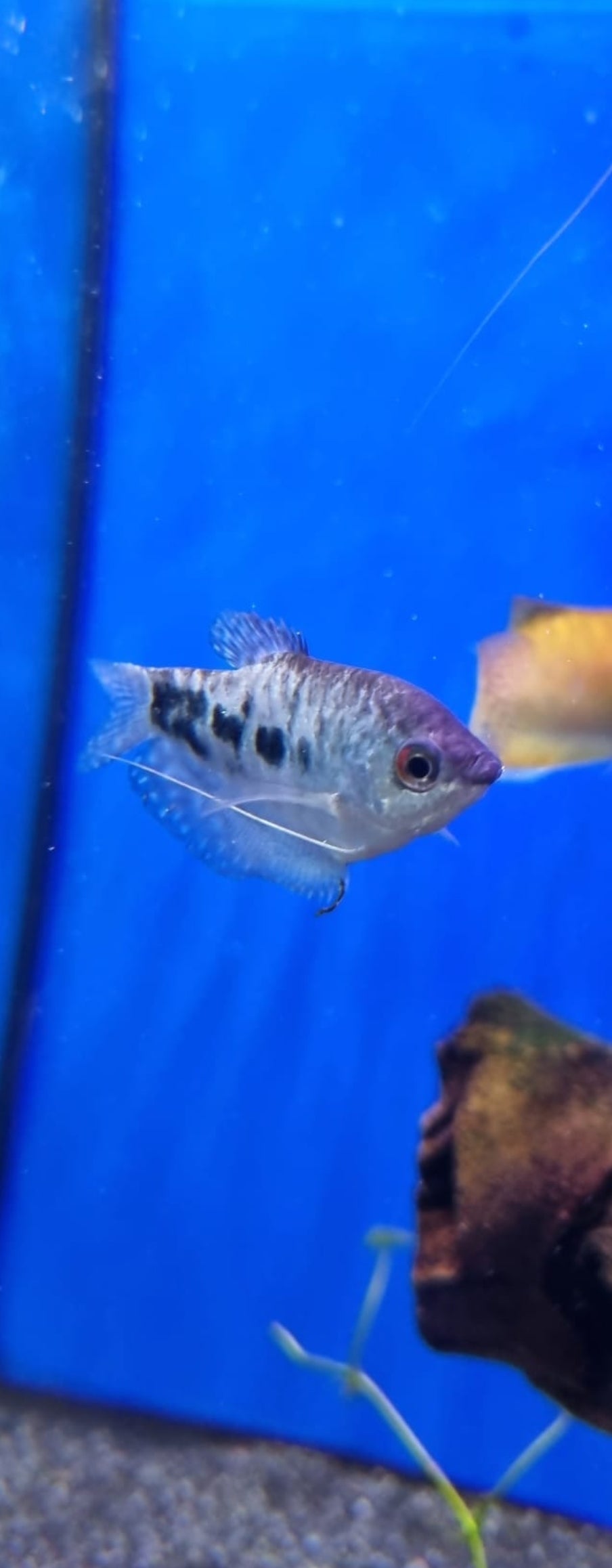 opaline gourami