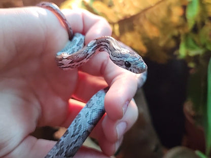 Anerythristic / Charcoal Corn Snake