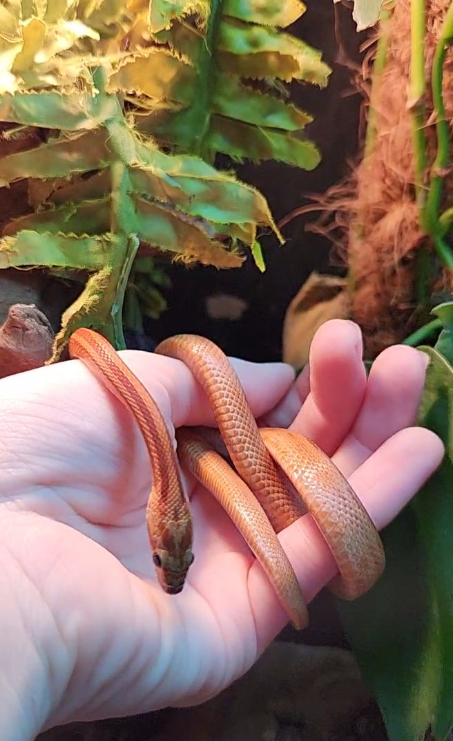 Stripe Corn Snake