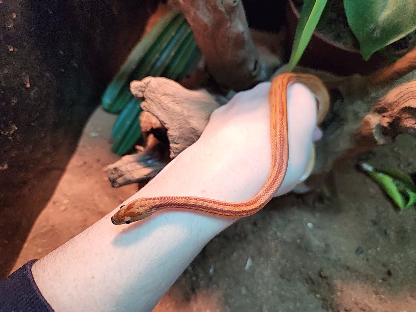 Stripe Corn Snake