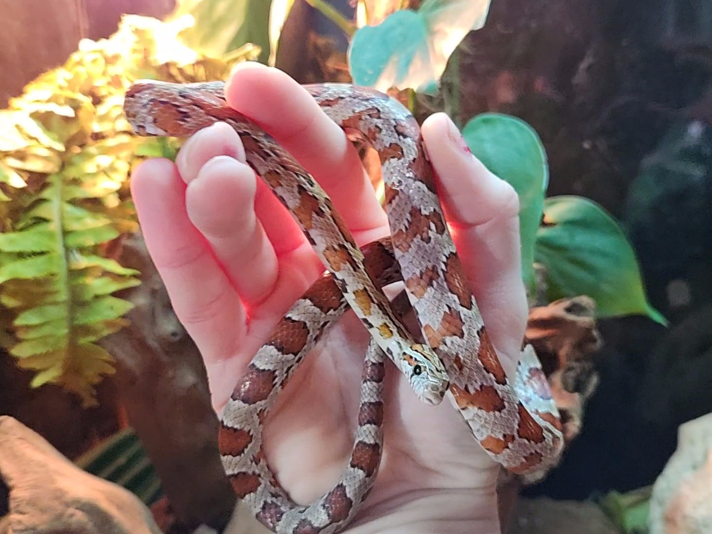 Miami / Hypo Corn Snake