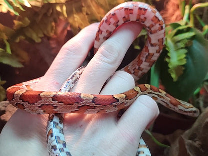 Miami / Hypo Corn Snake