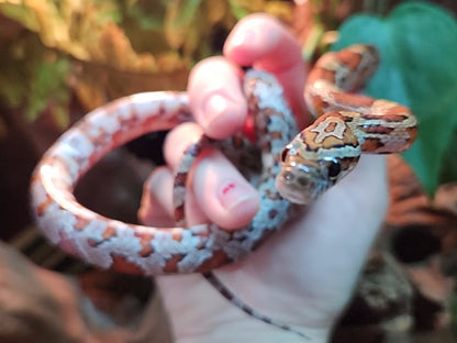 Miami / Hypo Corn Snake