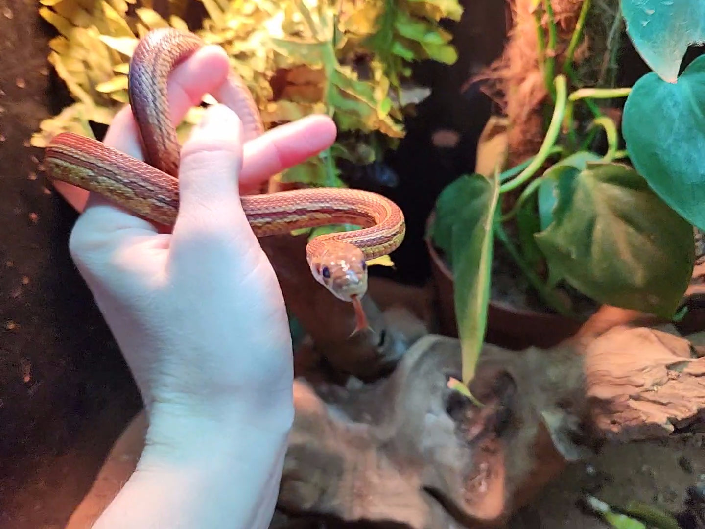 Tessera / Stripe Corn Snake