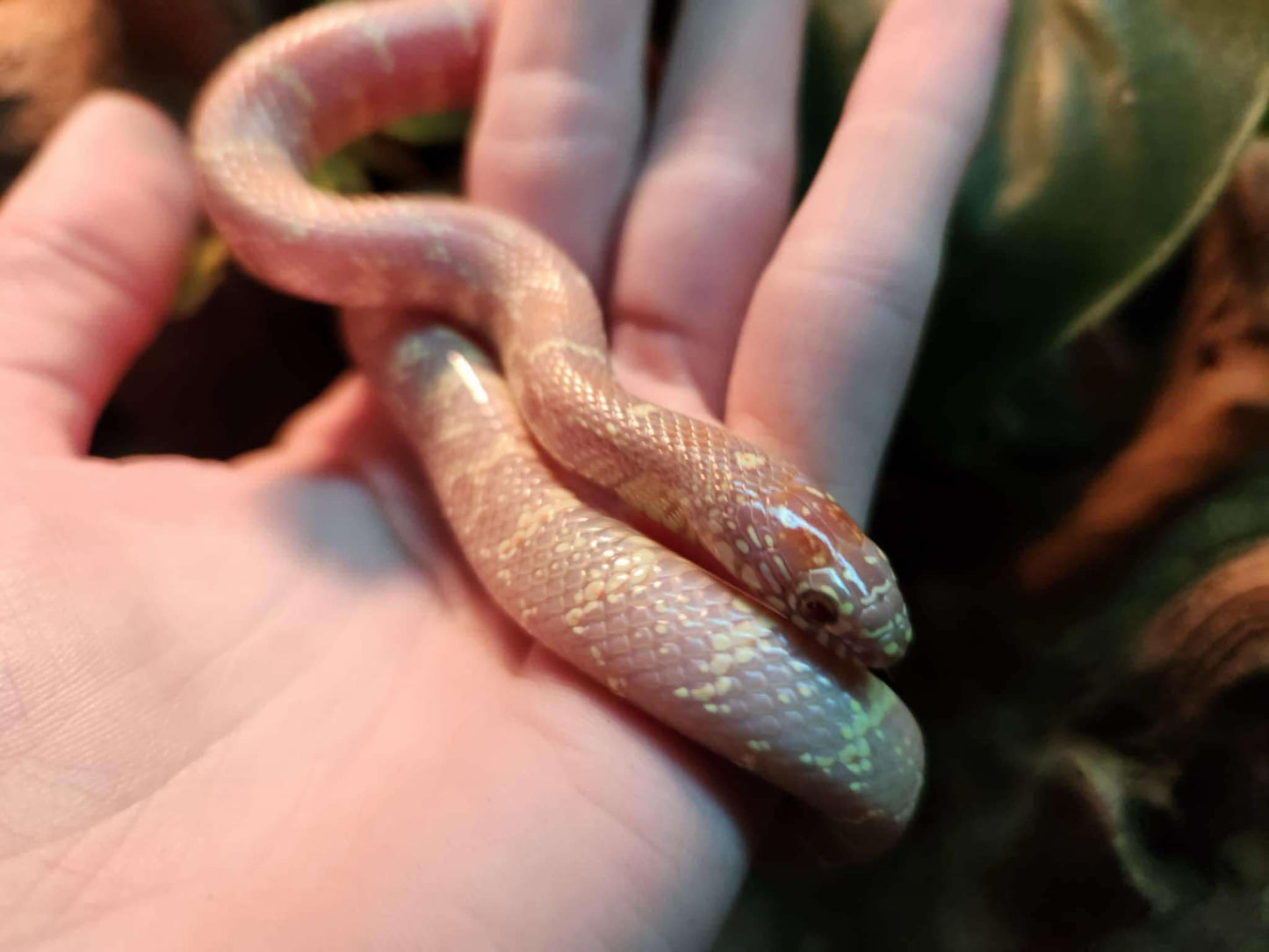 Albino Florida Kingsnake