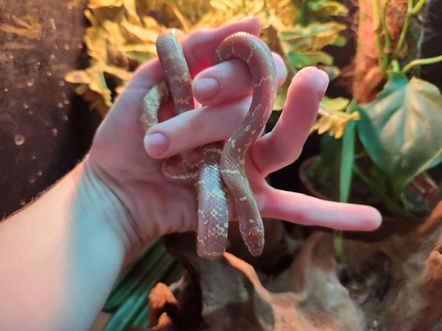 Albino Florida Kingsnake